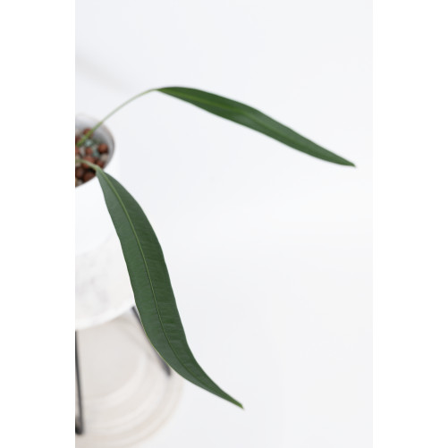 Anthurium pallidiflorum Guazhalan