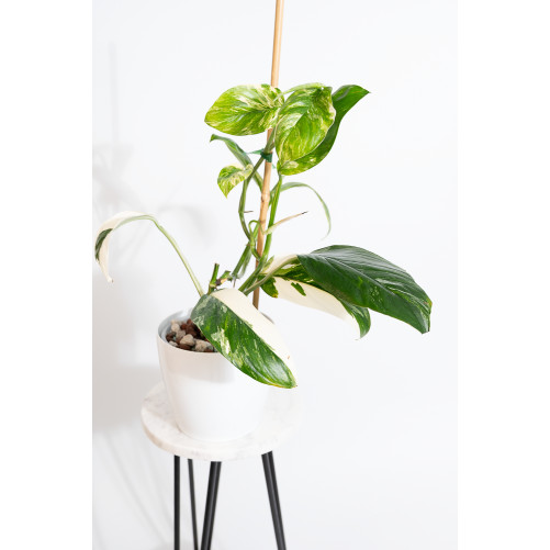 Monstera lechleriana