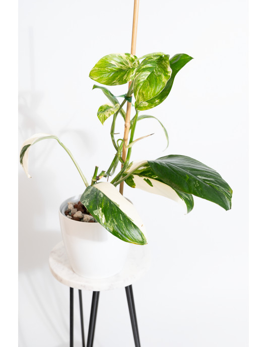 Monstera lechleriana