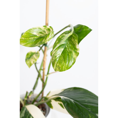 Monstera lechleriana