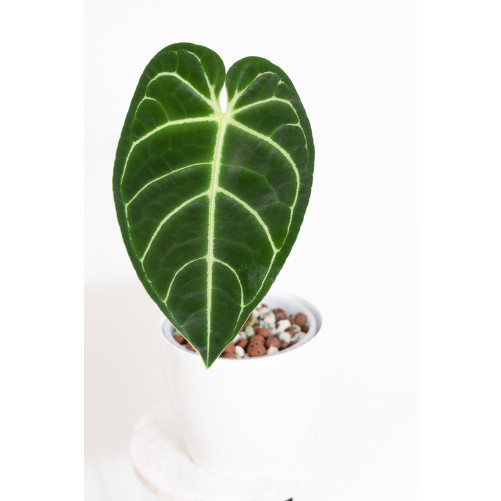Anthurium regale