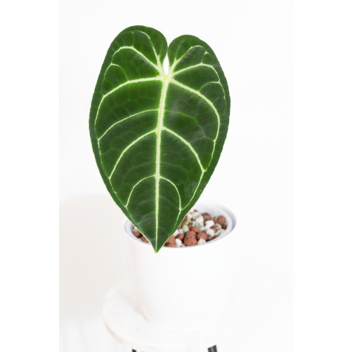 Anthurium regale