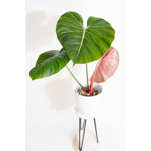 Philodendron Pink Glory
