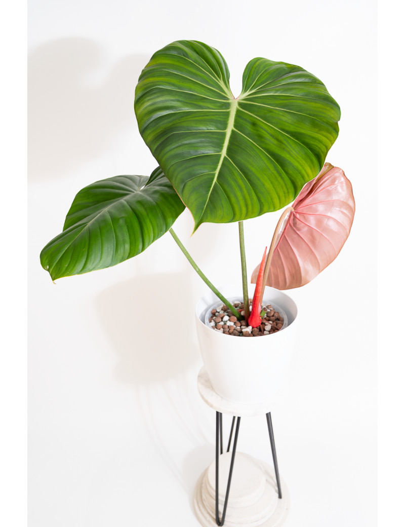 Philodendron Pink Glory