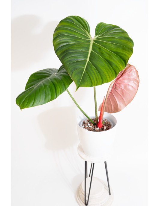 Philodendron Pink Glory