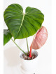 Philodendron Pink Glory