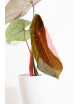 Philodendron Pink Glory