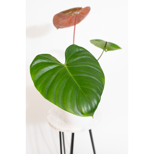 Philodendron lynamii