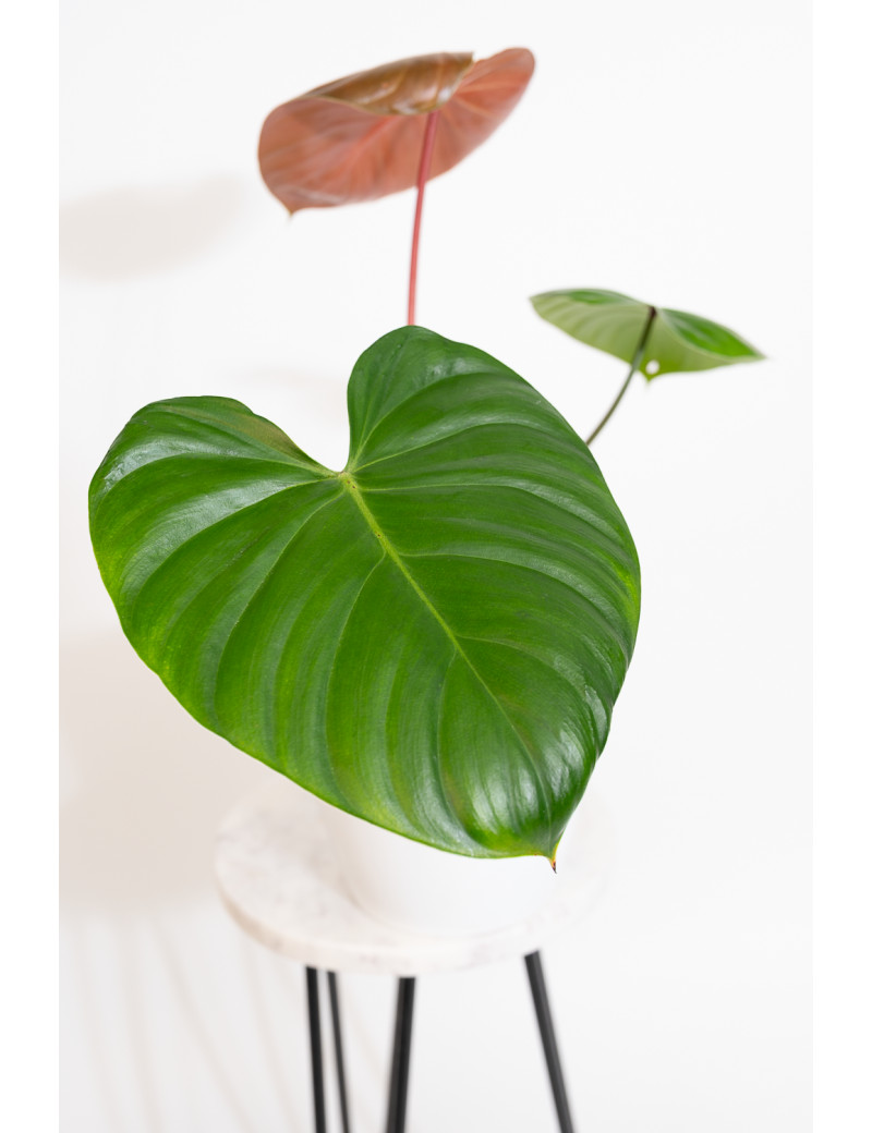 Philodendron lynamii