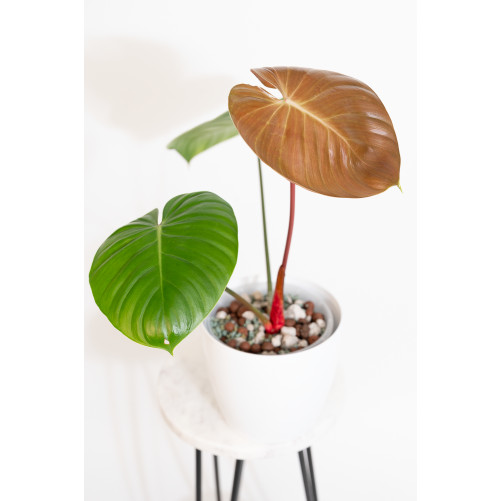 Philodendron lynamii