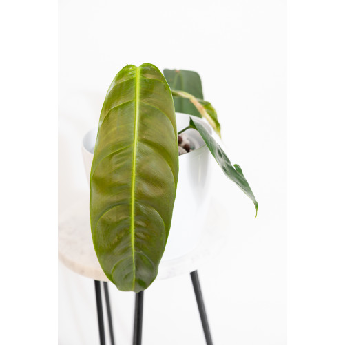 Philodendron patriciae