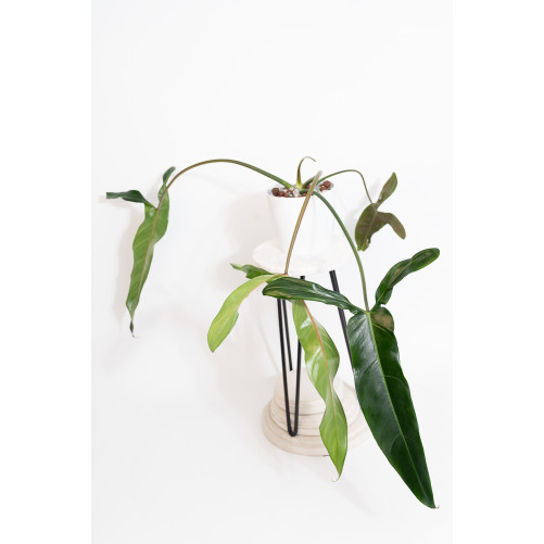 Philodendron Dayaneth...