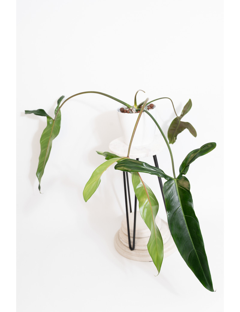 Philodendron Dayaneth dreams (Philodendron paloraense cf x spiritus-sancti)