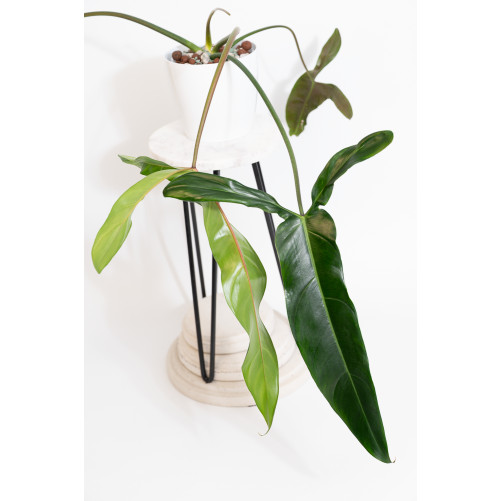 Philodendron Dayaneth dreams (Philodendron paloraense cf x spiritus-sancti)