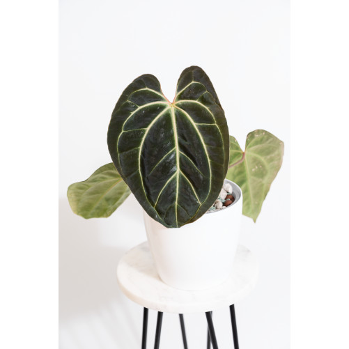 Anthurium besseae aff