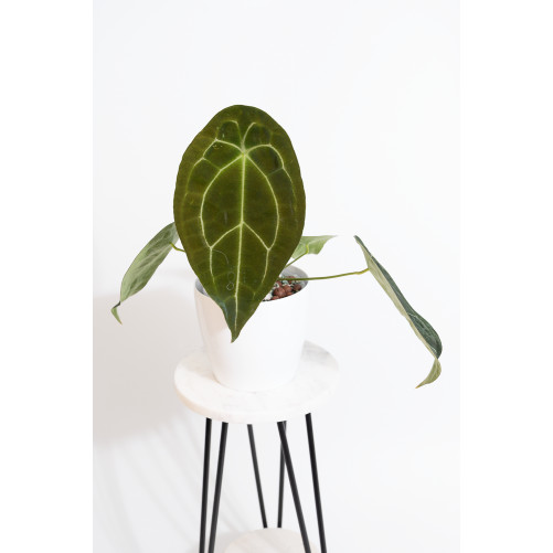 Anthurium forgetii