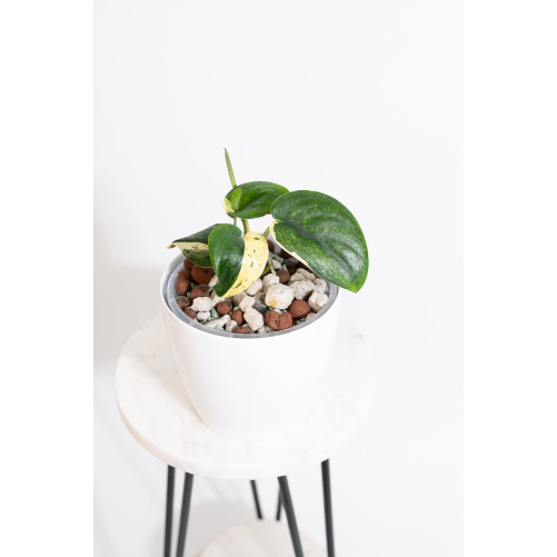 Scindapsus jade satin...