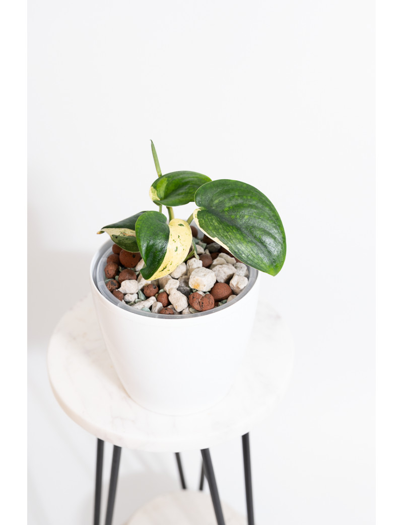 Scindapsus jade satin variegata