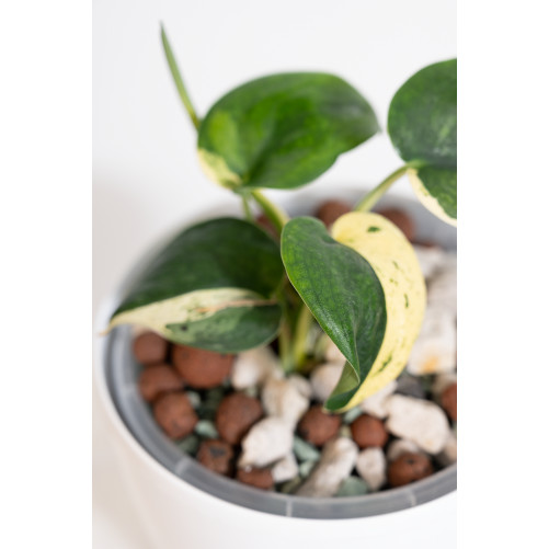 Scindapsus jade satin variegata