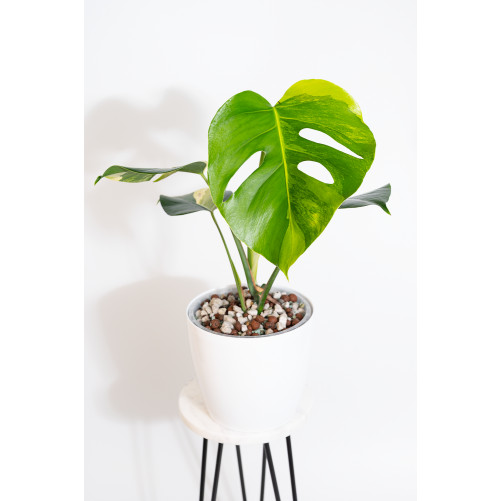 Monstera marmorata aurea