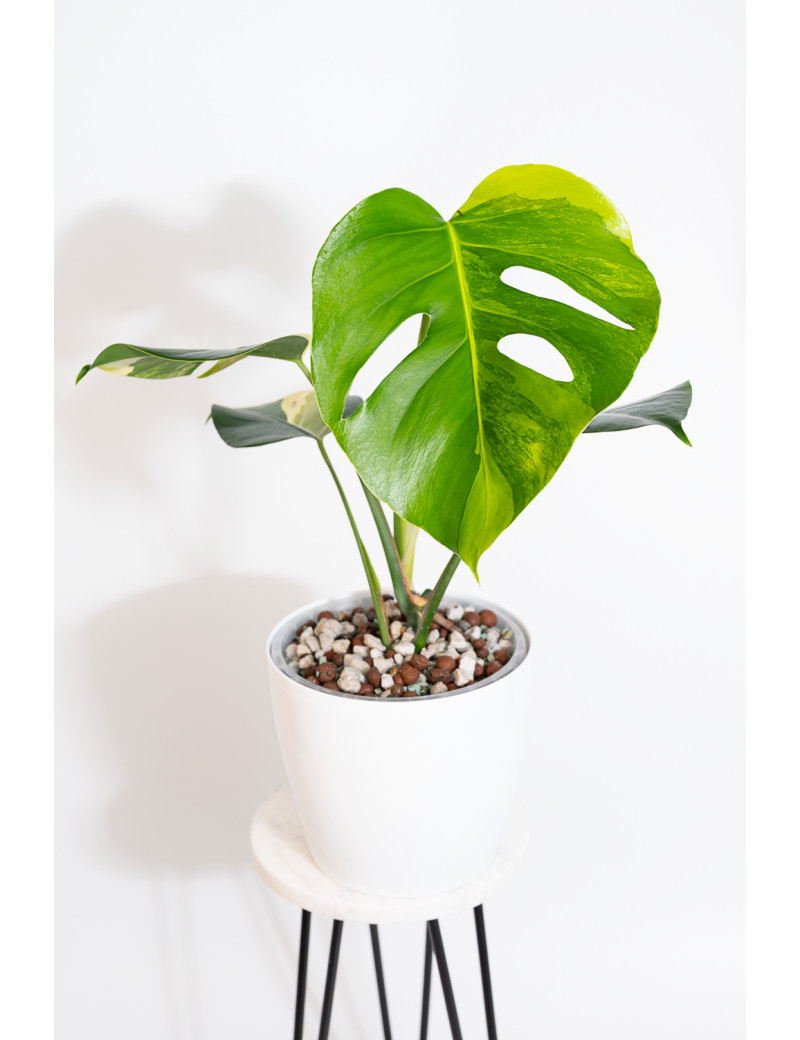 Monstera marmorata aurea