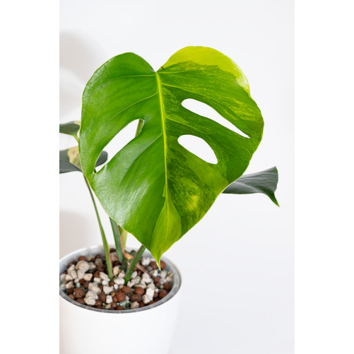 Monstera marmorata aurea