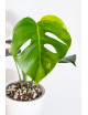 Monstera marmorata aurea