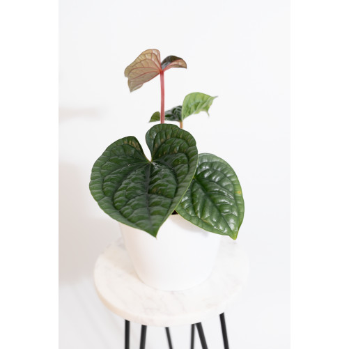 Anthurium luxurians