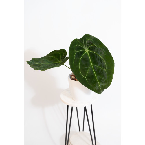 Anthurium magnificum DF x...