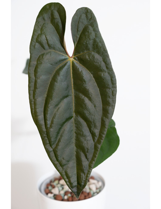 Anthurium papillilaminum x...