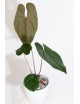 Anthurium papillilaminum x nigrolaminum
