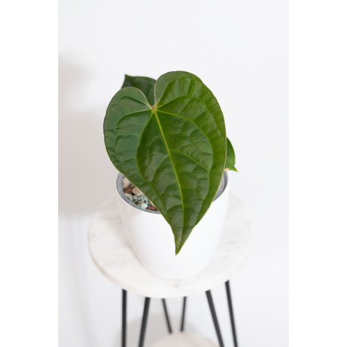 Anthurium regale x...