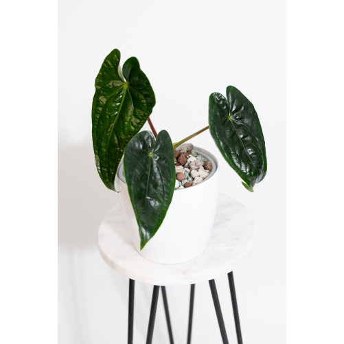 Anthurium nigrolaminum...