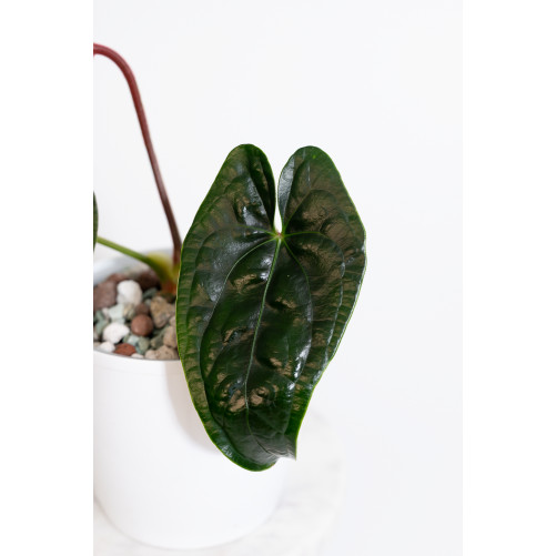 Anthurium nigrolaminum 'Gigi' x luxurians (Luxury Jungle)