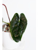 Anthurium nigrolaminum 'Gigi' x luxurians (Luxury Jungle)