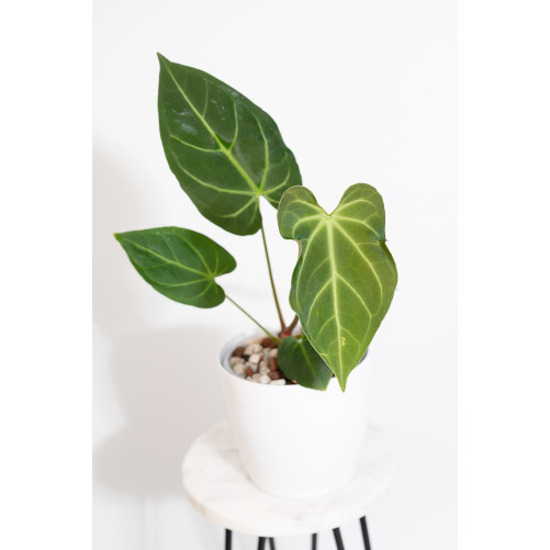 Anthurium magnificum dark form