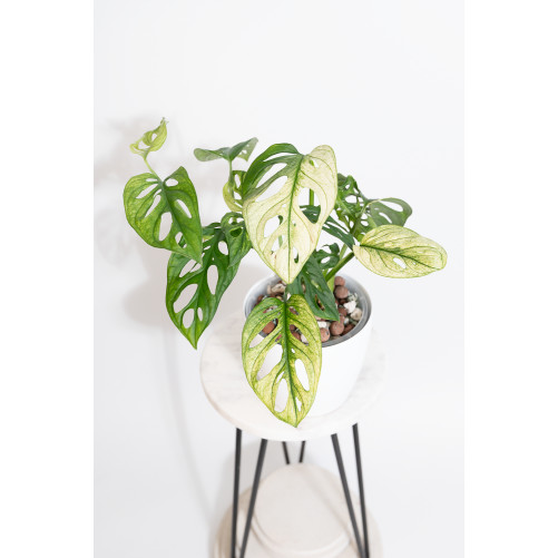 Monstera adansonii variegata