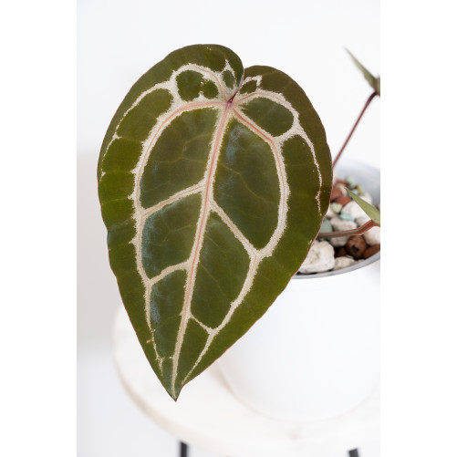 Anthurium Michelle