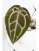 Anthurium Michelle