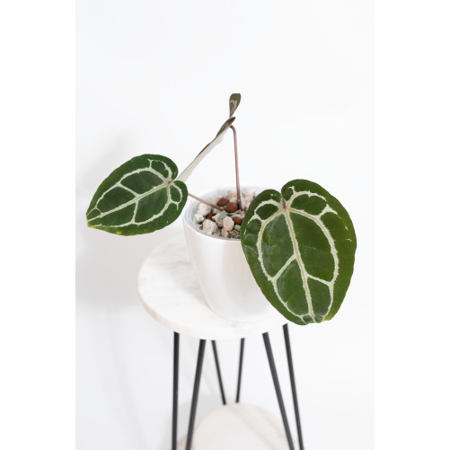 Anthurium Michelle