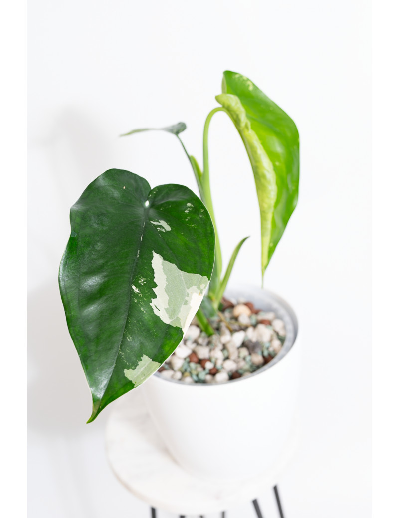 Syngonium chiapense variegata