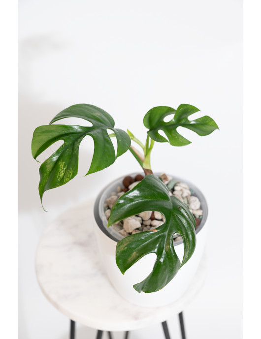 Rhaphidophora tetrasperma mint