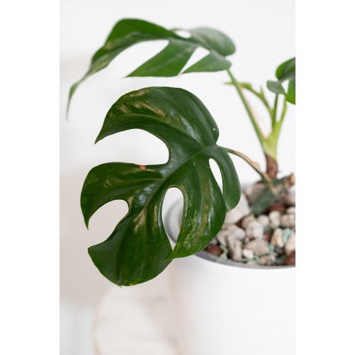 Rhaphidophora tetrasperma mint