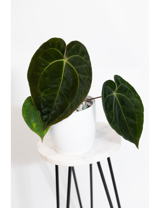 Anthurium Crystal Sky x papillilaminum