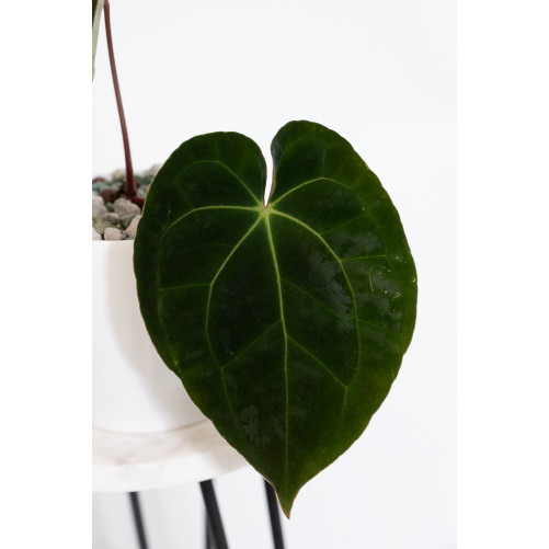 Anthurium Crystal Sky x papillilaminum