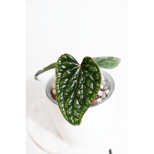 Anthurium luxurians