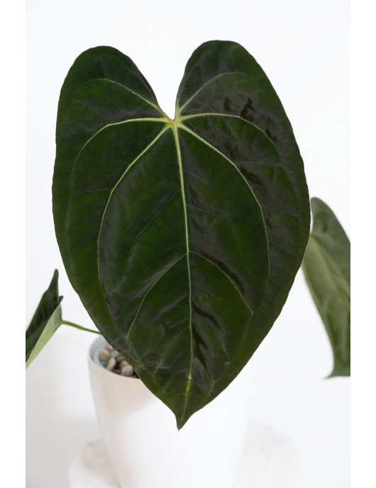Anthurium crystallinum x...