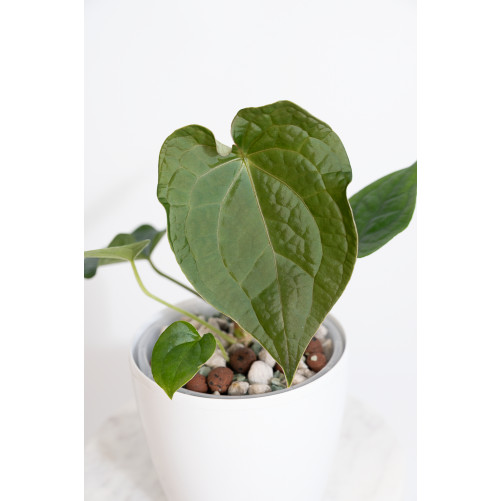 Anthurium forgetii x...