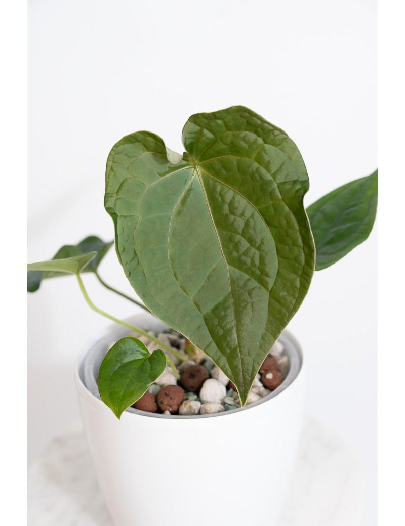 Anthurium forgetii x luxurians (David Portilla dreams)