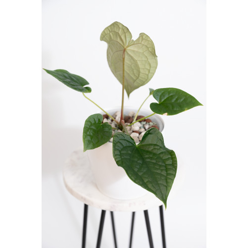 Anthurium forgetii x luxurians (David Portilla dreams)